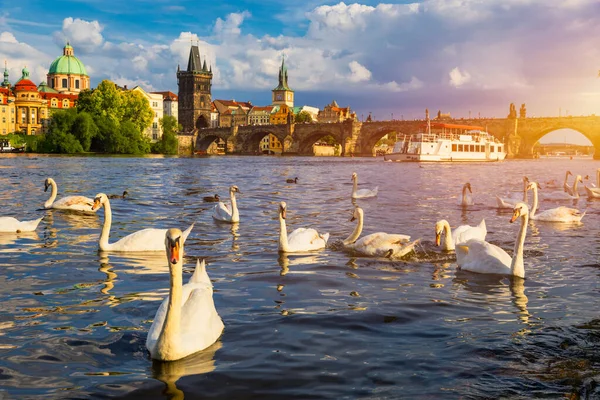 Blick Auf Die Karlsbrücke Der Nähe Der Moldau Schwan Auf — Stockfoto