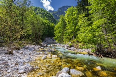 Savica şelalesinden gelen soğuk dağ deresi, Bohinj Gölü yakınlarındaki Sava nehri, Slovenya Alpleri, Slovenya. Sava Bohinjka Slovenya 'nın kuzeybatısındaki Sava Nehri' nin bir akarsudur..