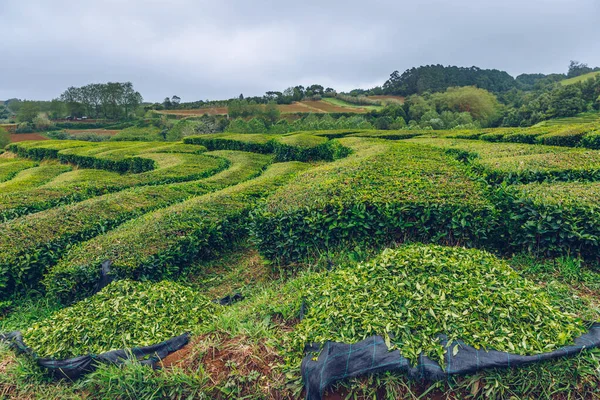 Tea plantation in Porto Formoso. Amazing landscape of outstanding natural beauty. Azores, Portugal Europe. Tea plantation on the north coast of Sao Miguel Island in the Azores, Portugal.