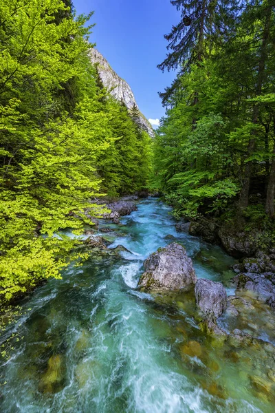 Cold Mountain Stream Coming Savica Waterfall River Sava Lake Bohinj — Stock Photo, Image