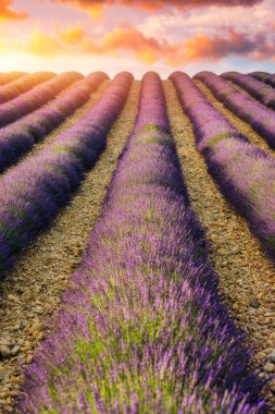 Provence, Fransa 'daki lavanta tarlaları. Fransa 'nın Provence şehrinde canlı lavanta çiçekleri serpildi. Mor lavanta rengi gökyüzü, Provence, Fransa 'nın renkleriyle çok güzel tezat oluşturuyor..