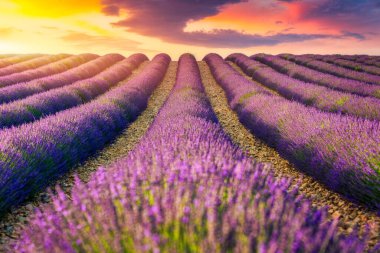 Provence, Fransa 'daki lavanta tarlaları. Fransa 'nın Provence şehrinde canlı lavanta çiçekleri serpildi. Mor lavanta rengi gökyüzü, Provence, Fransa 'nın renkleriyle çok güzel tezat oluşturuyor..