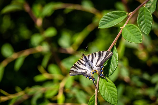 Pillangó egy gally a levelek — Stock Fotó