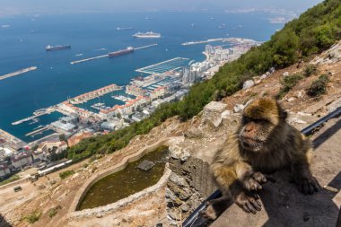 Monkey at the rock of Gibraltar clipart