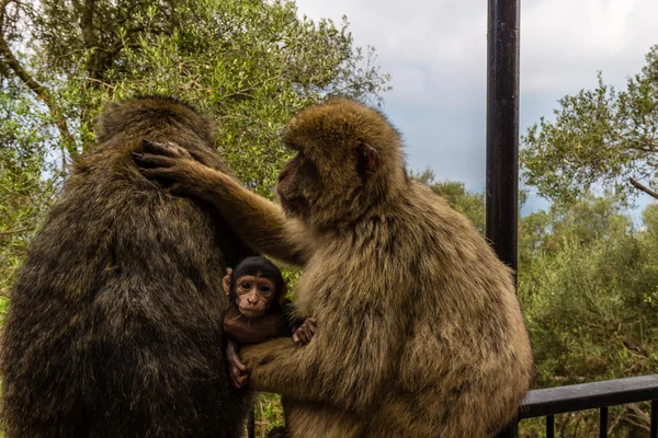 Mono en la roca de Gibraltar — Foto de Stock