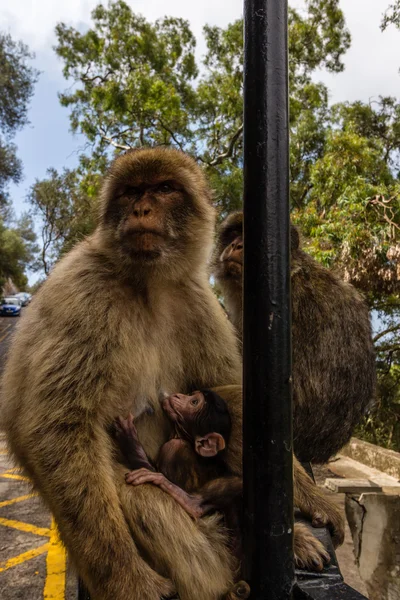 Macaco na rocha de Gibraltar — Fotografia de Stock