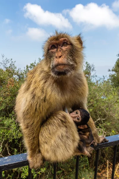 Macaco na rocha de Gibraltar — Fotografia de Stock