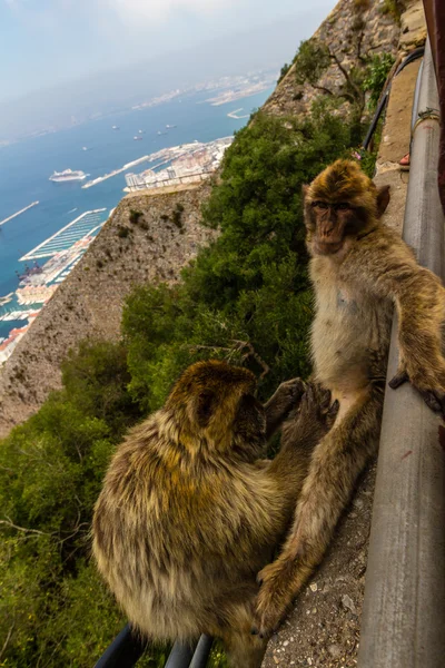 Macacos na rocha de Gibraltar — Fotografia de Stock