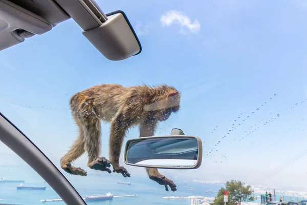 Mono en la roca de Gibraltar —  Fotos de Stock