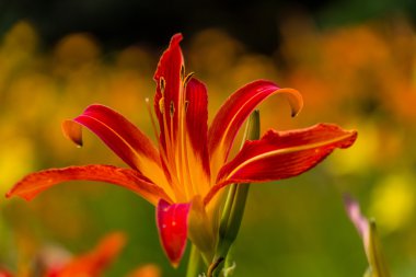 Kırmızı ve sarı gün lily çiçek