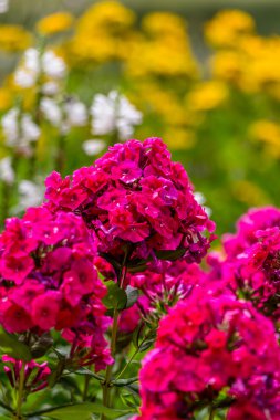 Ortanca veya HORTENSIA kırmızı çiçekler