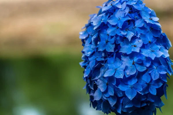 Hortensia o hortensia flores azules — Foto de Stock
