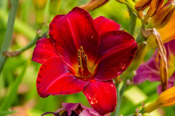 Flores de lirio de día rojo y amarillo —  Fotos de Stock