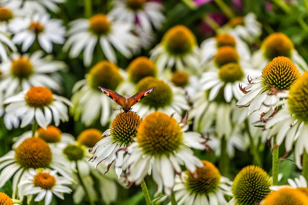Flores, abelhas e borboletas — Fotografia de Stock
