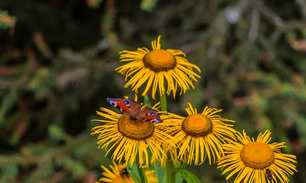 Flores, abejas y mariposas — Foto de Stock