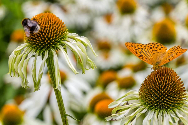 Blumen, Bienen und Schmetterlinge — Stockfoto