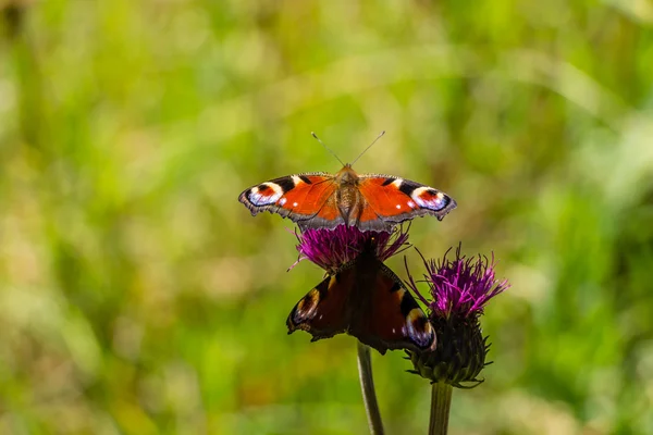 Magnifiques papillons rouges / orange sur les fleurs — Photo