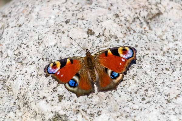 Borboleta bonita na rocha / pedra — Fotografia de Stock