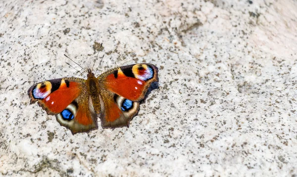 Wunderschöner Schmetterling auf Stein / Stein — Stockfoto