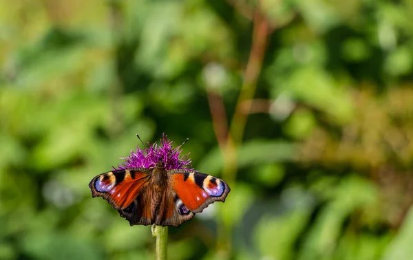 Fluture frumos roșu / portocaliu pe floare — Fotografie, imagine de stoc