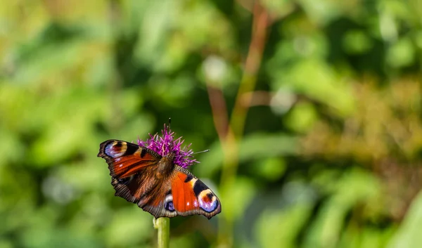 Fluture frumos roșu / portocaliu pe floare — Fotografie, imagine de stoc