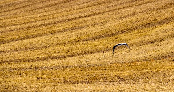 Ooievaar op een gebied van gesneden tarwe — Stockfoto