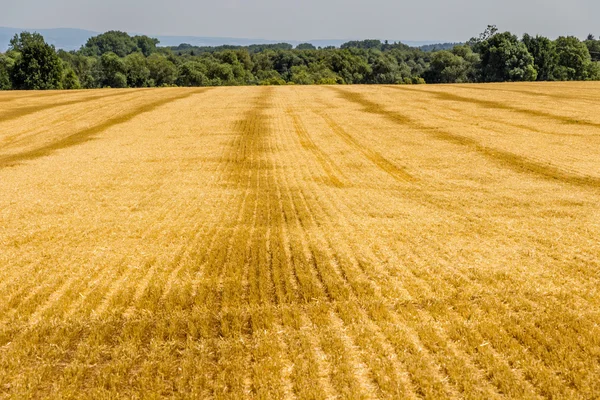 Поле обрезанной пшеницы и яркое голубое небо — стоковое фото