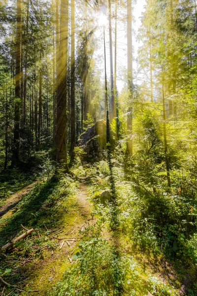 Late summer sunlight breaking through the trees — Stock Photo, Image