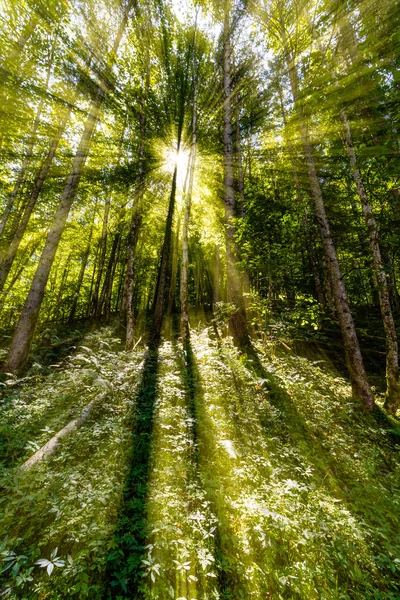 Tarde verão luz solar rompendo as árvores — Fotografia de Stock