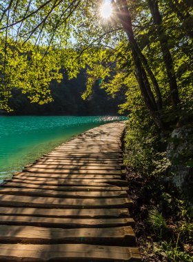 Kristal berraklığında su ile derin orman akış yolu