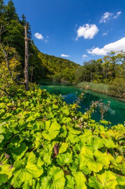 Bakir doğası Plitvice lakees Milli Parkı