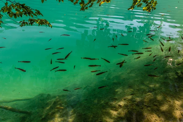 Naturaleza virgen del parque nacional de los lagos de Plitvice —  Fotos de Stock