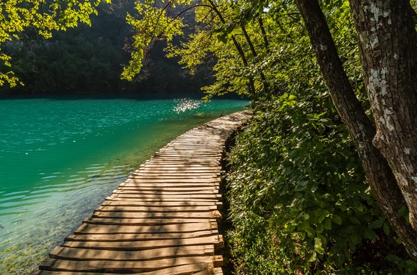 Deep forest stream path with crystal clear water