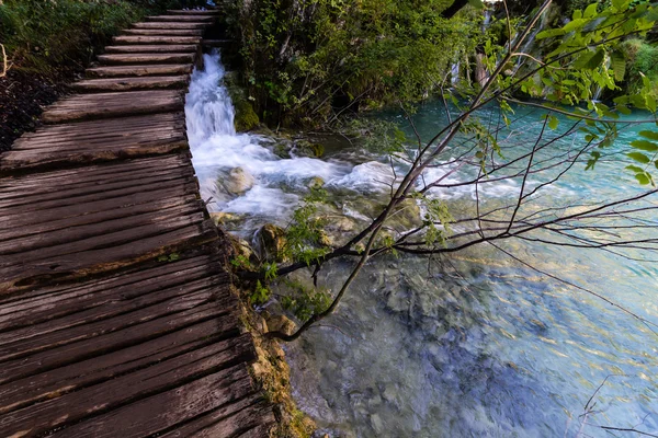 Deep forest stream path with crystal clear water
