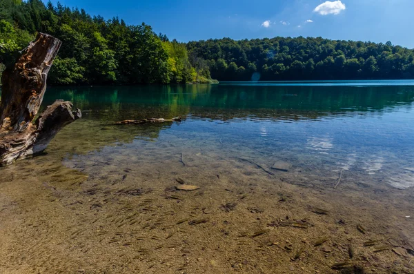 Maagdelijke natuur van Plitvice lakees nationaal park, Kroatië — Stockfoto