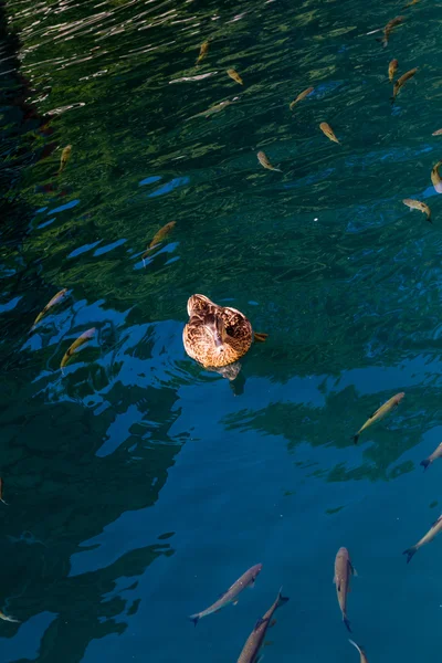 Jungfruliga naturen i nationalparken Plitvice lakees, Kroatien — Stockfoto