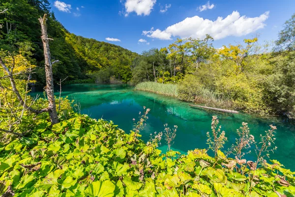 Érintetlen természet, a Plitvicei-lakees nemzeti park — Stock Fotó