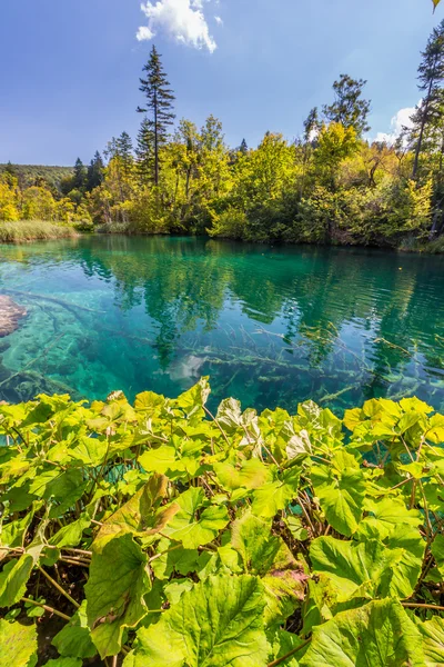 Naturaleza virgen del parque nacional de los lagos de Plitvice — Foto de Stock