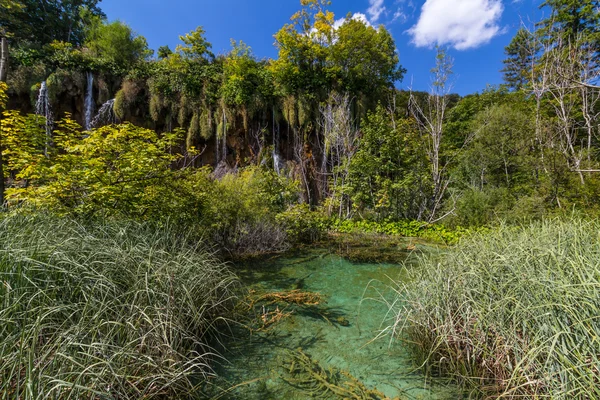 Nature vierge du parc national des lacs de Plitvice, Croatie — Photo