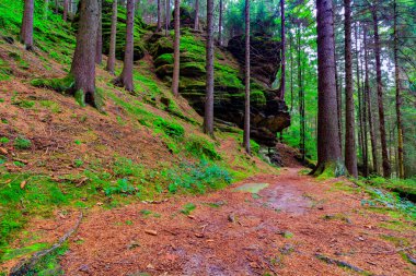 Taze yeşil bakir bir orman