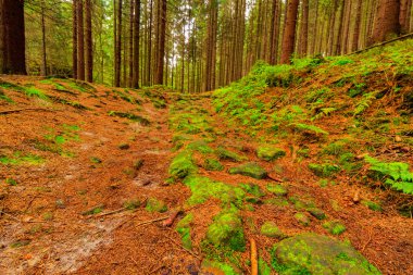 Taze yeşil bakir bir orman