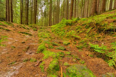 Taze yeşil bakir bir orman