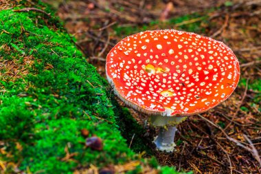 Mushroom in the wood with autumn colours