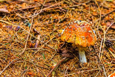 Mushroom in the wood with autumn colours