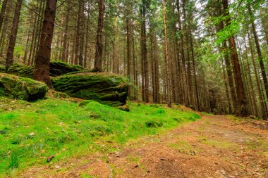 Taze yeşil bakir bir orman