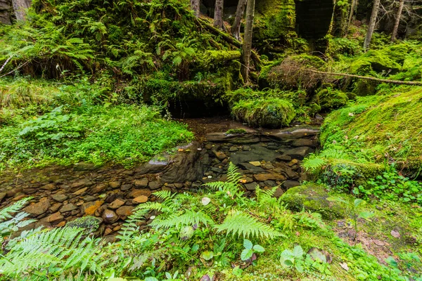 Virgin forest in the beginning of autumn — Stock Photo, Image