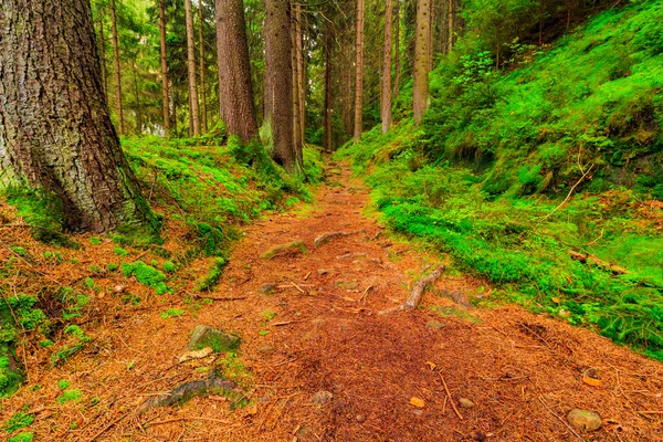 A floresta virgem do verde fresco — Fotografia de Stock