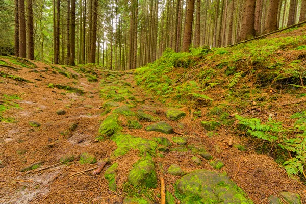 La foresta vergine del verde fresco — Foto Stock