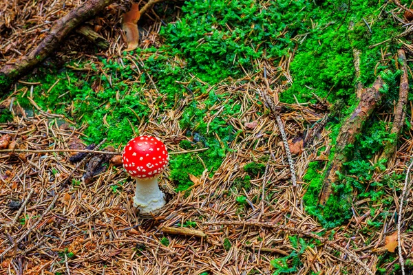 Cogumelo na madeira com cores de outono — Fotografia de Stock