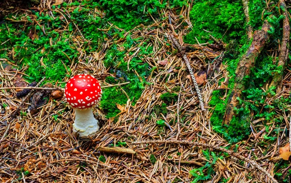 Mushroom in the wood with autumn colours